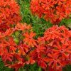 Lychnis chalsedonica red