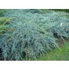 Juniperus Chin Blue Alps3