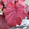 Heuchera Royal Ruby blad 600x600