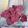 Heuchera Royal Ruby vuxen planta