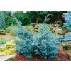 Juniperus Chin Blue Alps