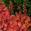 Heuchera Cherry Cola 4