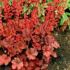 Heuchera Cherry Cola 2