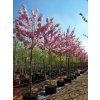 20 25 30cm Prunus Kanzan CG Std (1)