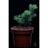 pinus parviflora shizukagoten 3