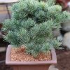pinus parviflora negishi 1s1b0983 1. thumbnailangebot