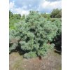 Pinus Schoons Bonsai 2 e1444820494650