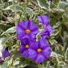 Solanum rantonnetii variegata cropped 72