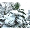 palm tree under snow 650x550b