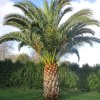 phoenix canariensis