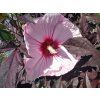 hibiscus moscheutos starry starry night
