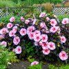 Hibiscus moscheutos Starry Starry Night