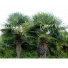 479 trachycarpus fortunei 5l akcia