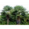 Trachycarpus Fortunei 5L- AKCIA