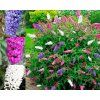 Buddleja davidii Little Rockstars® Tricolor- Blue, Red, White