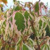 acer negundo flamingo