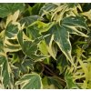 Hedera helix Yellow Ripple