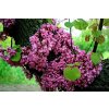 Cercis siliquastrum2