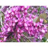 Cercis siliquastrum3