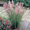 Pennisetum alopecuroides Red Head 0014213 28800