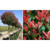 Photinia  fraseri Red Robin - 190cm kmienok