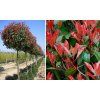 Photinia  fraseri Red Robin -  na kmienku 180cm