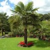 Trachycarpus fortunei4