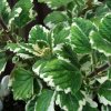 Plectranthus coleoides Variegata Variegated Swedish Ivy 4 1400x