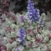 Ajuga reptans ‘Burgundy Glow’