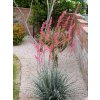 Hesperaloe parviflora Red Yucca3