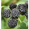 Malina čierna- Rubus occidentalis ´Black Jewel'