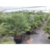 Chamaerops humilis Vulcano2
