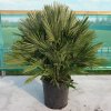 Chamaerops humilis Vulcano