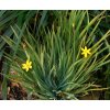 Sisyrinchium californicum 1 600x489