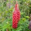 Lupinus Red Rum 1