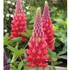 lupinus opg tvrtko 2