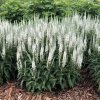 VERONICA MAGIC SHOW WHITE WANDS SPEEDWELL SPIKE GC VERWW 01