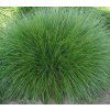 Festuca Amethystina