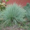 vyrd13 26festuca amethystina 1