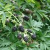 blackberry rubus thornless evergreen 9cm p3885 30479 image