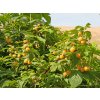 frambueso amarillo rubus idaeus fall gold 800x800 cOLYXPy