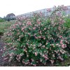 proud berry symphoricarpos coralberry landscape