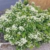 tor spirea shrub 600x600