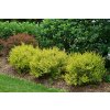 Betula plettkei Golden Treasure Bushes in Landscape 50427