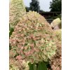 Hydrangea Pixio (4)