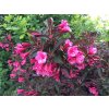 weigela florida alexandra