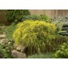 chamaecyparis pisifera sungold