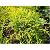 Chamaecyparis pisifera SUNGOLD - AKCIA