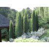 Juniperus communis Hibernica11