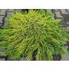 juniperus communis lemon carpet (1)